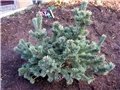 Pinus aristata